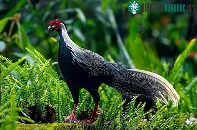 Một chú gà lôi trắng quý hiếm đi kiếm ăn trên đỉnh Bạch Mã