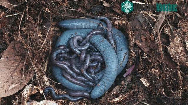 Ringed caecilian có chiều dài tổng thể từ 28-45 cm và đường kính cơ thể là 12-20 mm