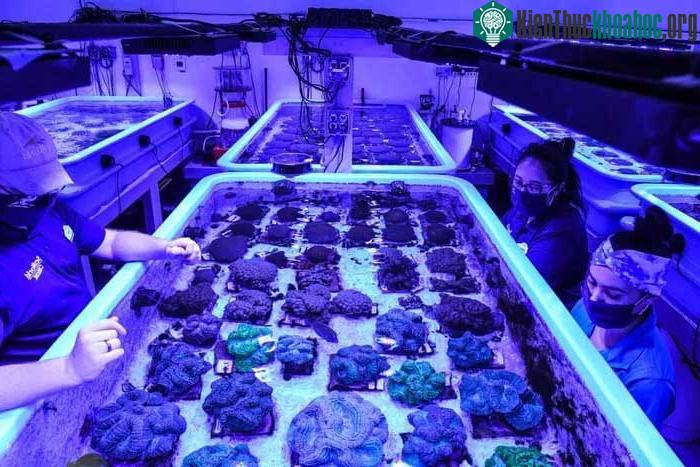 Các nhà khoa học tái tạo loài san hô nguy cấp trong phòng thí nghiệm ảnh 3