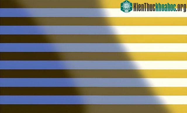 Các loài khác nhau có số lượng và sự phân bố cơ quan cảm quang khác nhau