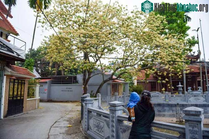 Theo người dân ở đây, cây hoa bún có tuổi đời đã rất lâu