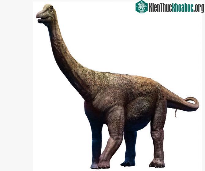 Saltasaurus