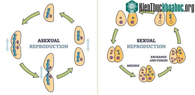 Sự biến đổi di truyền trong sinh sản hữu tính lớn hơn nhiều do sự pha trộn của các gene.