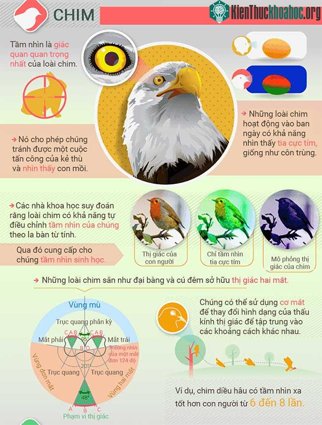 Thế giới xung quanh trong mắt các loài động vật như thế nào? ảnh 3