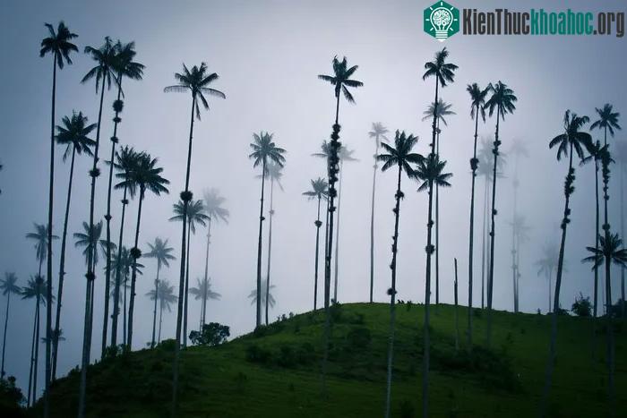 Là loài cây ưa khí hậu vùng núi cao