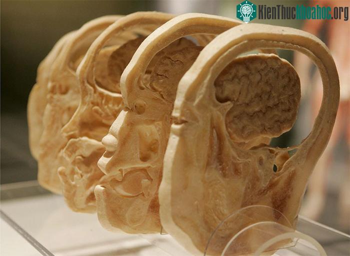 Mô hình minh họa cỗ máy tính sinh học của chúng ta - Homo sapien.