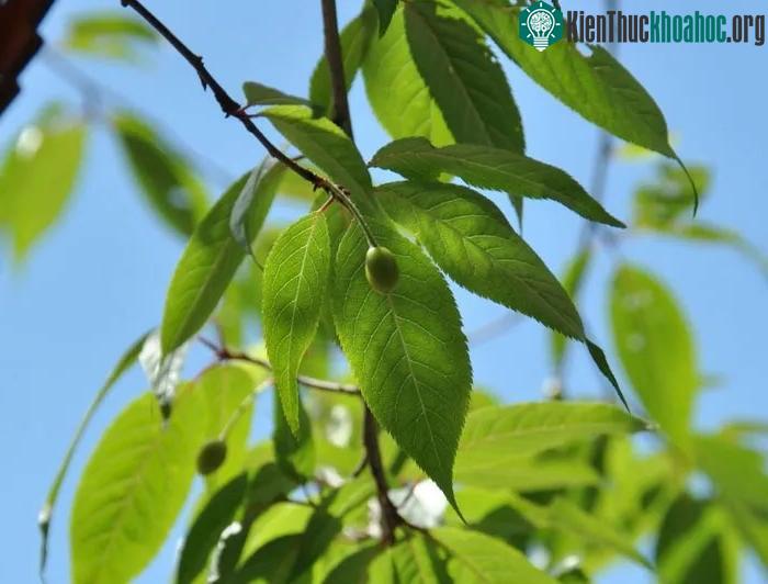 Lá cây anh đào Tây Tạng mọc so le, dài 5–10 cm , rộng 1,5–2,0 cm, mép có răng cưa.