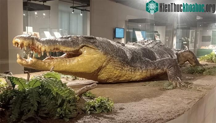 Cá sấu nước mặn “Lolong”