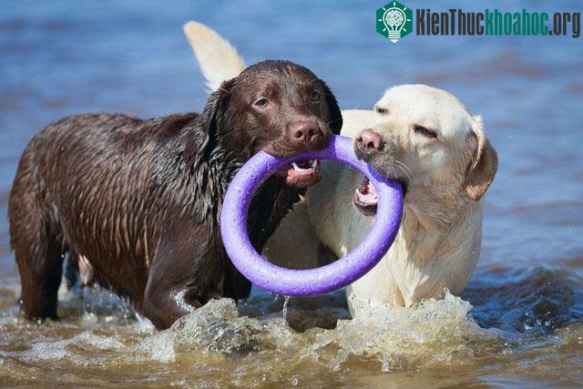 Tên gọi Labrador có xuất xứ từ chữ "labrador" trong ngôn ngữ Bồ Đào Nha