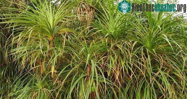Cọ Pandanus thường bị các bụi cây che khuất