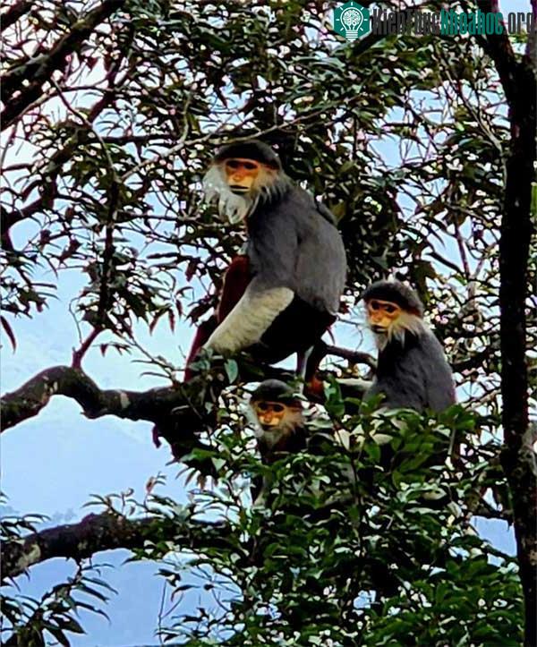 Đàn voọc chà vá chân nâu quý hiếm được du khách chụp lại