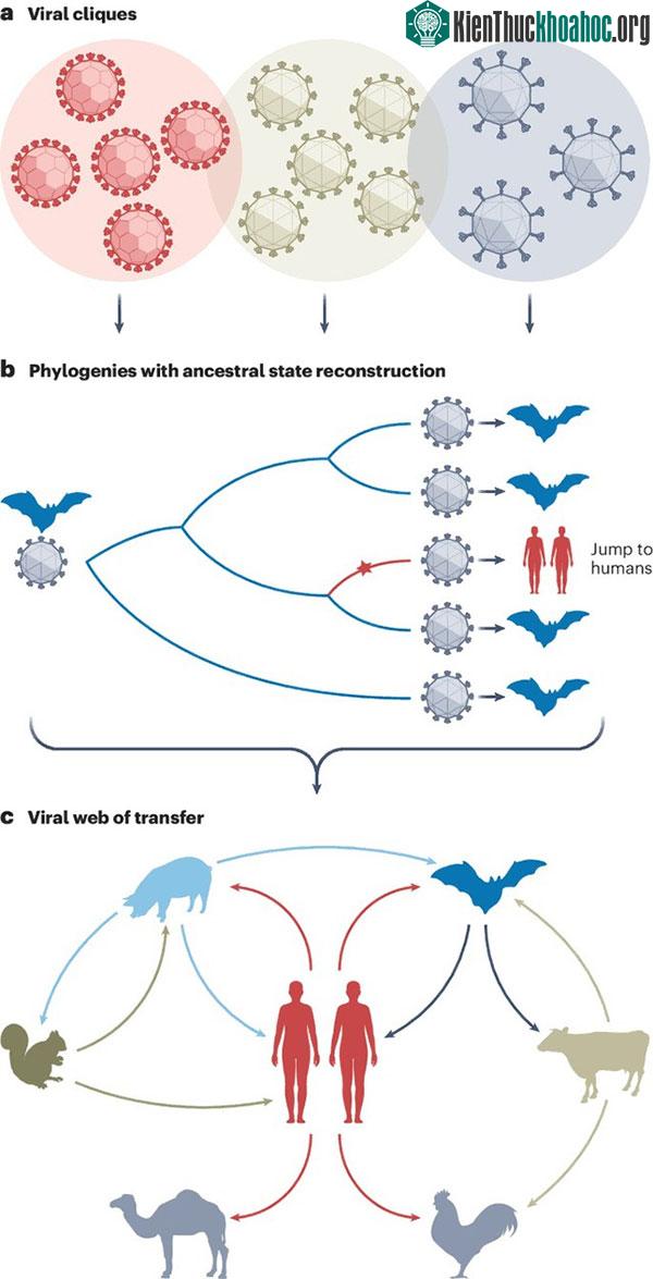 Con người truyền số lượng virus sang động vật nhiều gấp đôi số lượng chúng ta lây từ chúng! ảnh 4