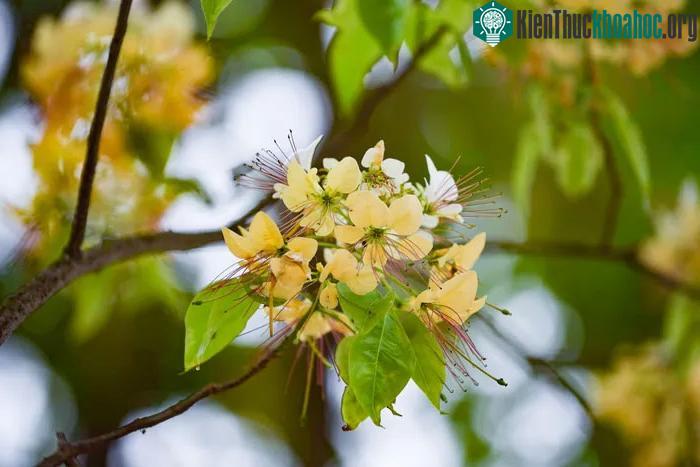 Hoa Bún mọc thành từng chùm phía đầu cành, màu hoa vàng, trắng xen lẫn sắc xanh của lá.
