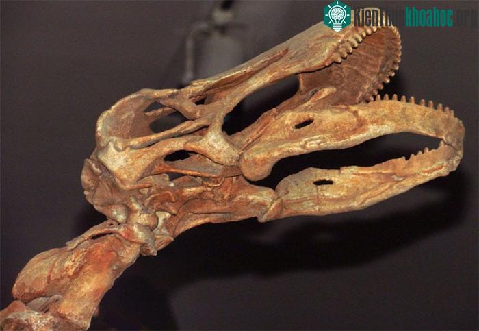 &nbsp;Hộp sọ của Rapetosaurus krausei tại Bảo tàng Ontario, Toronto, Ontario, Canada.