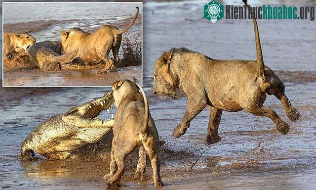 Sự cân bằng của hệ sinh thái mang đến mối đe dọa lớn cho hai loài sư tử và cá sấu.