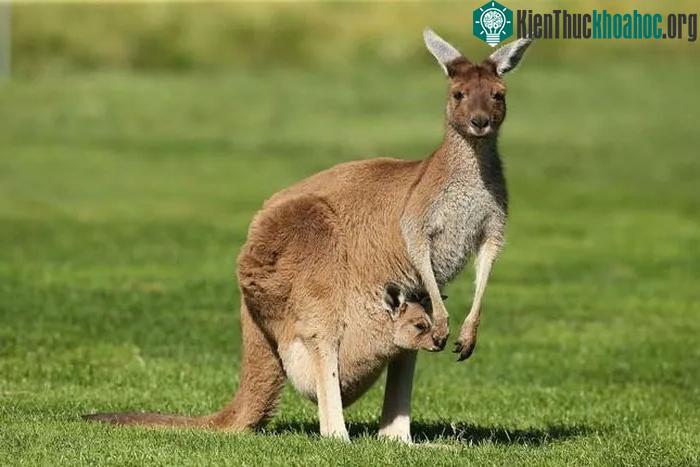 Kangaroo