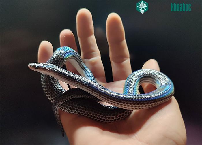Một cá thể rắn hổ hành được bắt gặp tại tỉnh Kiên Giang.