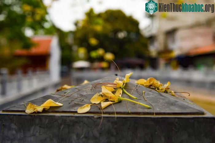 Cây hoa bún còn có tên gọi khác là bạch hoa hay màn màn