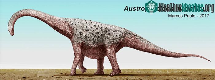 Austroposeidon magnificus trưởng thành hoàn toàn dài tới 25 mét (82 feet).