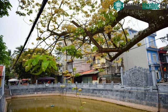 Bởi hình dáng như vậy nên mọi người thường gọi cây với cái tên là cây hoa bún.