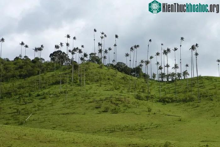 Những cây cọ ở đây có tuổi đời tối đa lên tới 50 năm.