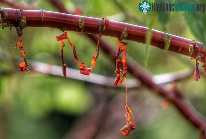 Lớp vỏ cây mỏng như giấy thường bong ra quanh thân và cành của anh đào Tây Tạng.