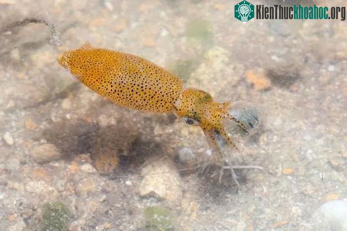 Tập tính kỳ lạ của loài mực mới được phát hiện, siêu nhỏ chỉ 1cm ảnh 7