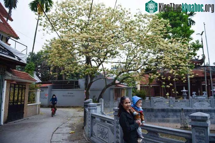 Quang cảnh bình yên khi hoa bún nở rộ
