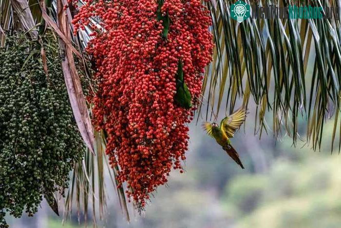 Các quần thể cọ sáp Quindío cung cấp môi trường sống cho nhiều loài