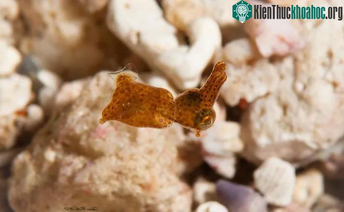 Khi mới nở, con non có kích thước tương đối lớn, có thể săn tôm ngay