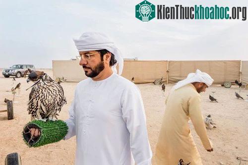 Cuộc đua chim ưng diễn ra theo mùa, mỗi mùa từ tháng 10 đến tháng 3 năm sau