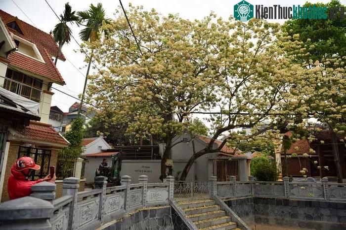 Nhiều người dừng lại chụp ảnh hoa bún nở tuyệt đẹp
