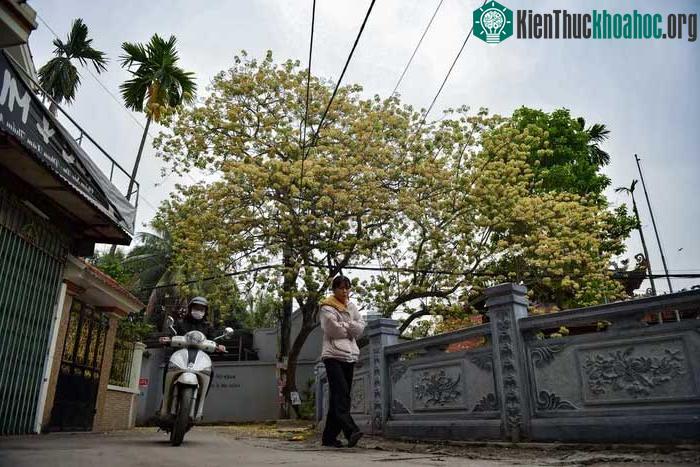 Cây hoa bún là loại cây thân gỗ tán rộng, nở rộ nhiều nhất vào tháng 3 đến đầu tháng 4.