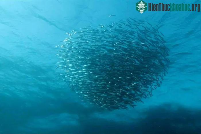 Cuộc di cư quy mô lớn của cá mòi vào mùa Đông ở Nam Phi.