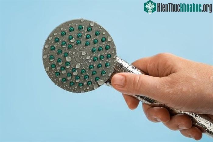 Vòi hoa sen có thể chứa nhiều vi khuẩn gây hại nếu không được vệ sinh đúng cách.