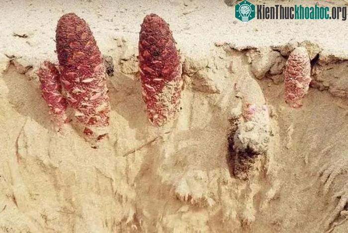 Tỏa dương lại mà mặt hàng đem lại giá trị kinh tế khá tốt.&nbsp;