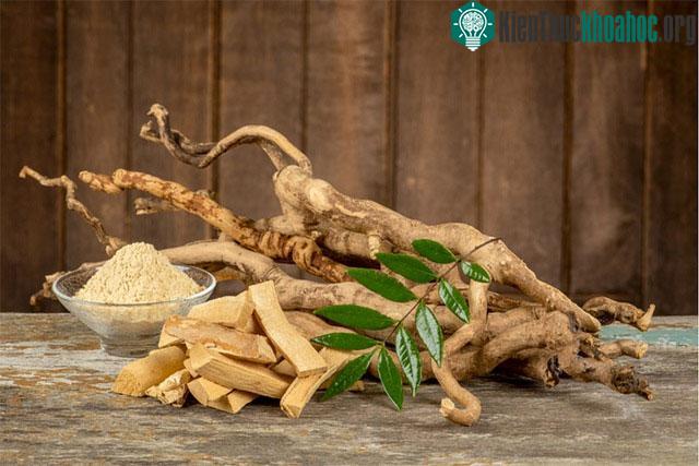Đây là loại cây bụi thân nhỏ, có thể cao đến 20m, có lông bao bọc quanh thân.