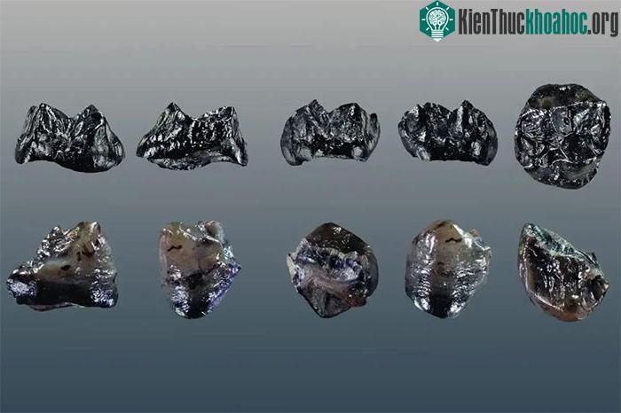 Hai chiếc răng hóa thạch của loài mới được chụp theo các góc khác nhau
