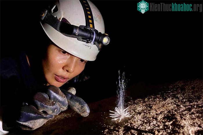 Loài sinh vật lạ mọc rải rác trên bề mặt thạch nhũ trong hang Hùng