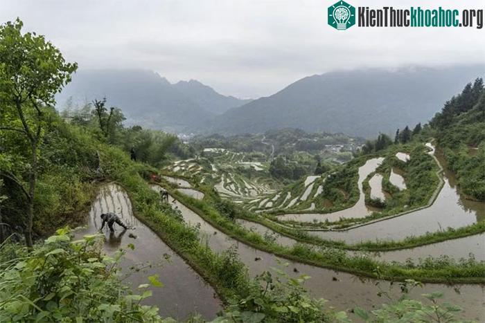 Việc sử dụng phân bón là nguồn phát thải N2O chính trong số các hoạt động của con người