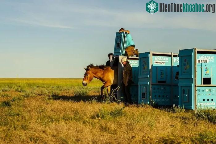 Ngựa Przewalski được thả tại thảo nguyên ở thị trấn Arqalyk, Kazakhstan, ngày 4/6/2024.
