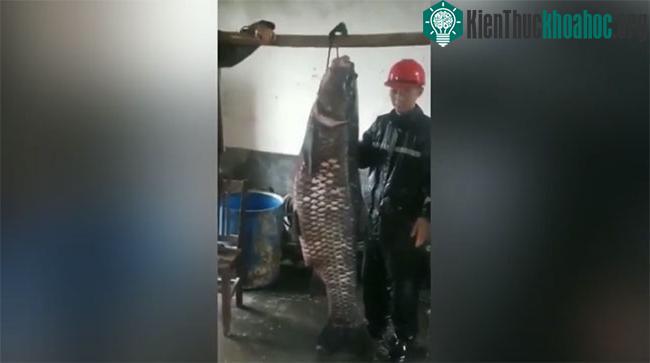 Cá trắm đen khổng lồ