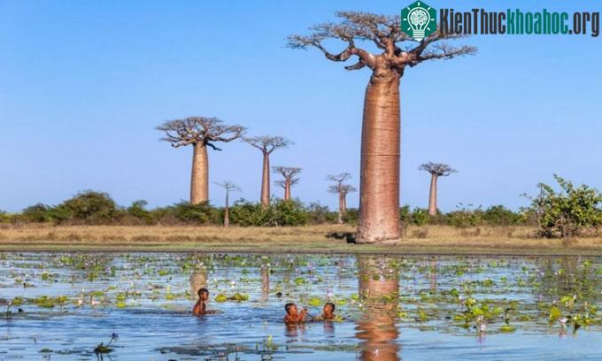 Cây baobab có hình dáng đặc biệt.