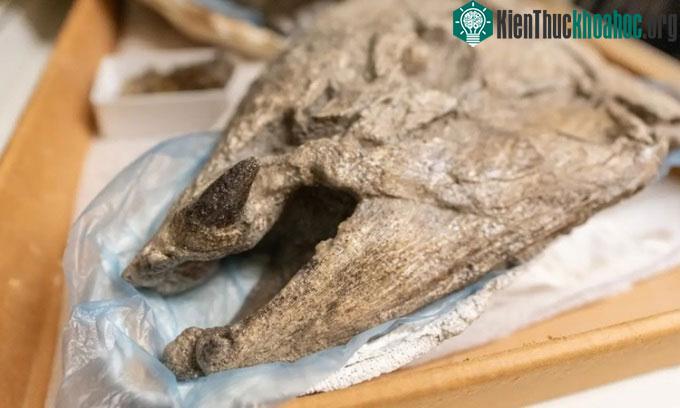 Mẫu vật cá hồi Oncorhynchus rastrosus với cặp răng mọc ngược.