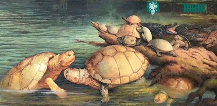 &nbsp;Loài rùa Puentemys mushaisaensis ước tính dài khoảng 1,5 mét.