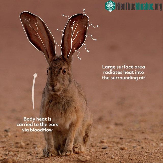 Tai của Antelope Jackrabbits có nhiều mạch máu nhỏ nằm gần bề mặt da.