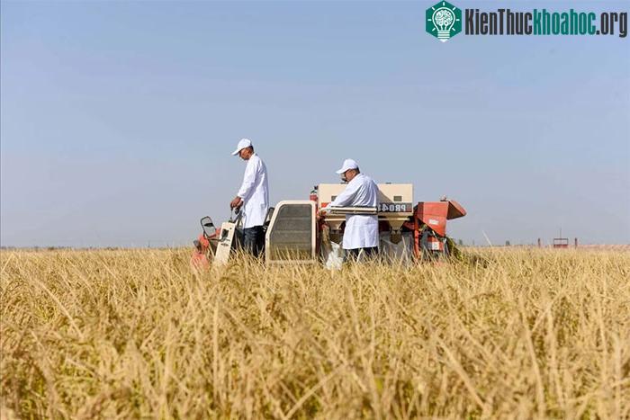 Trung Quốc có diện tích đất canh tác&nbsp;nhỏ hơn so với tỷ lệ dân số.
