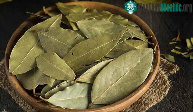 Việt Nam là một trong số ít quốc gia trồng cây nguyệt quế rộng rãi