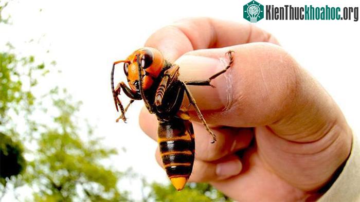 Một con ong bắp cày Châu Á.