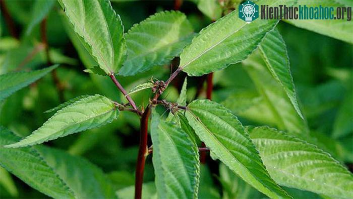 Loại rau này ít calo, nấu chín giúp tăng hàm lượng vitamin và chất dinh dưỡng.